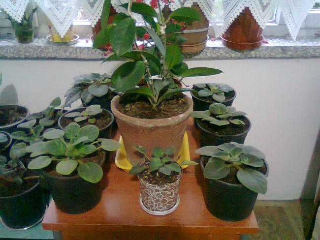 Name:  Fotoraf0933.jpg
Views: 1247
Size:  50.7 KB