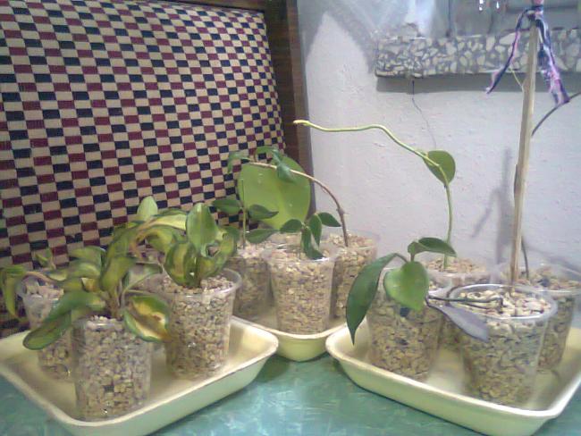Name:  Fotoraf0930.jpg
Views: 1172
Size:  56.7 KB