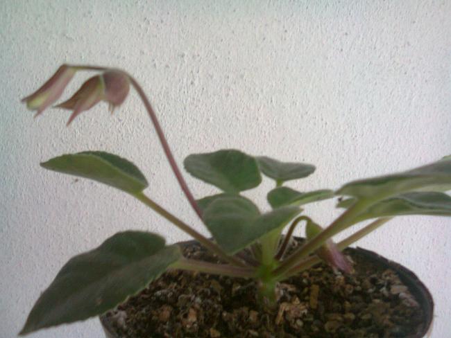 Name:  Fotoraf0952.jpg
Views: 1174
Size:  40.0 KB