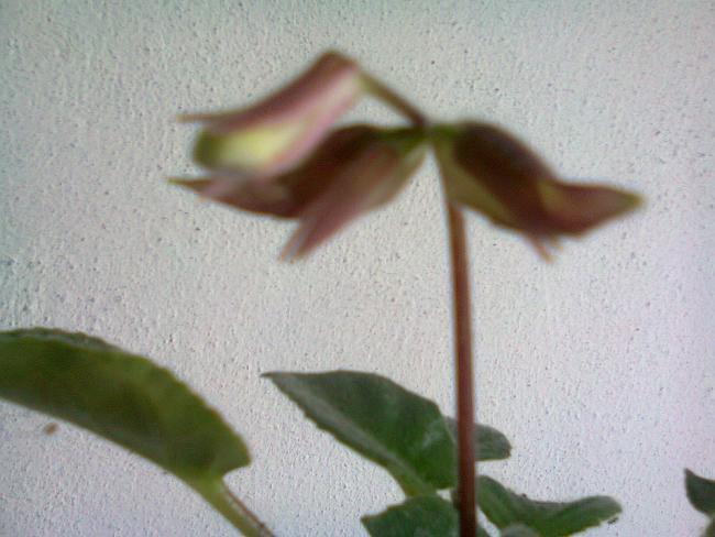 Name:  Fotoraf0954.jpg
Views: 1193
Size:  41.5 KB