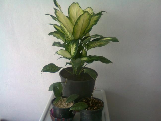 Name:  Fotoraf0956.jpg
Views: 1187
Size:  29.7 KB