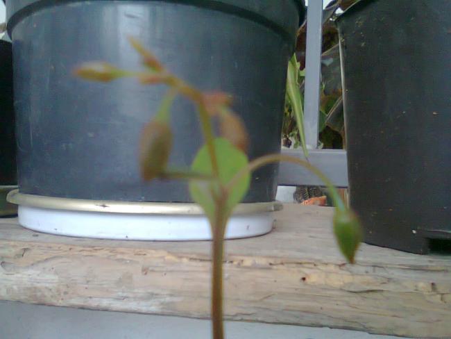 Name:  Fotoraf0958.jpg
Views: 1189
Size:  31.2 KB