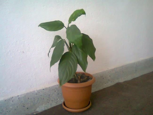 Name:  Fotoraf0961.jpg
Views: 1246
Size:  26.9 KB