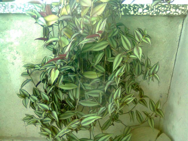 Name:  Fotoraf0966.jpg
Views: 1582
Size:  62.1 KB