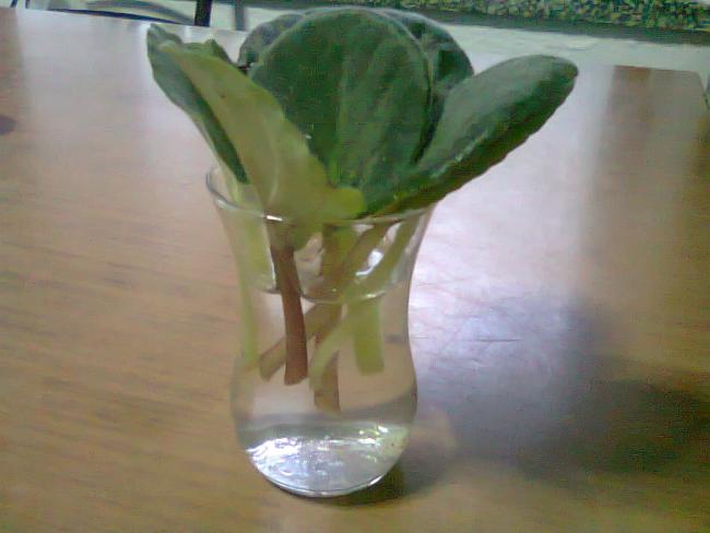 Name:  Fotoraf0987.jpg
Views: 1611
Size:  30.2 KB