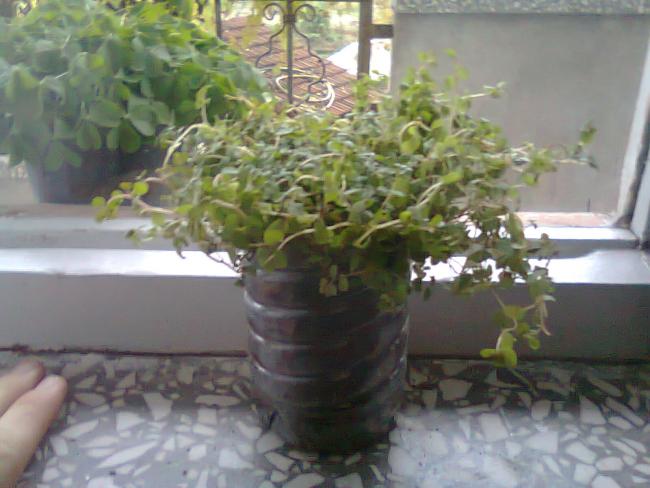 Name:  Fotoraf0991.jpg
Views: 1050
Size:  43.2 KB
