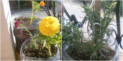 Name:  krnfl.jpg
Views: 1405
Size:  45.7 KB