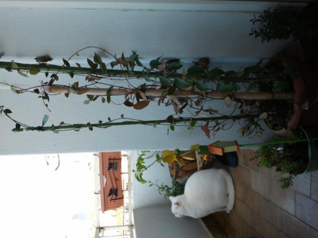 Name:  Fotoraf2421.jpg
Views: 1419
Size:  35.5 KB