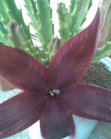 Name:  Grnt013.jpg
Views: 821
Size:  50.6 KB