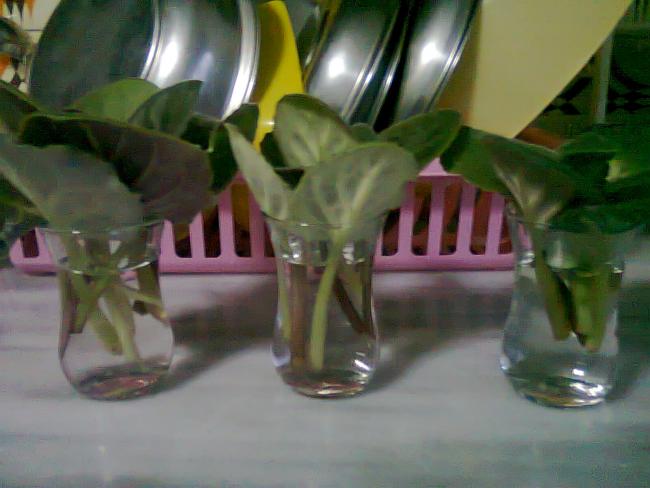 Name:  Fotoraf1018.jpg
Views: 1206
Size:  36.9 KB