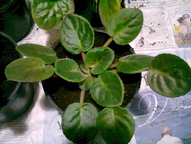 Name:  Fotoraf1024.jpg
Views: 1154
Size:  53.1 KB