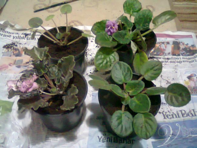 Name:  Fotoraf1021.jpg
Views: 1095
Size:  51.1 KB
