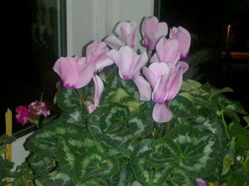 Name:  11122012983.jpg
Views: 491
Size:  26.3 KB