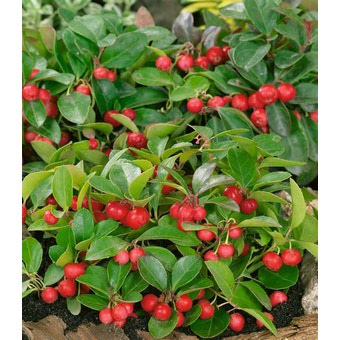 Name:  rote-teppichbeere.jpeg
Views: 1227
Size:  42.3 KB