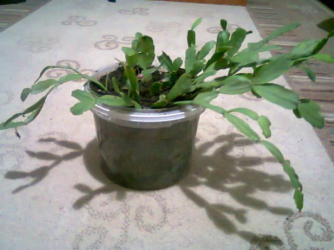 Name:  Fotoraf1106.jpg
Views: 940
Size:  42.9 KB