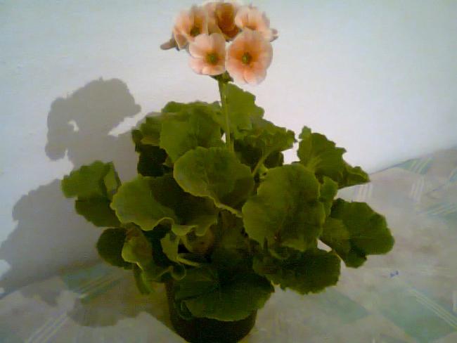 Name:  Fotoraf1159.jpg
Views: 999
Size:  27.0 KB