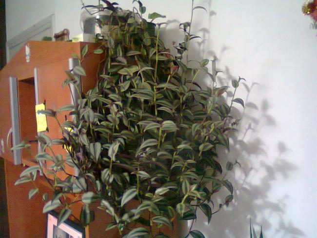Name:  Fotoraf1183.jpg
Views: 1107
Size:  50.6 KB