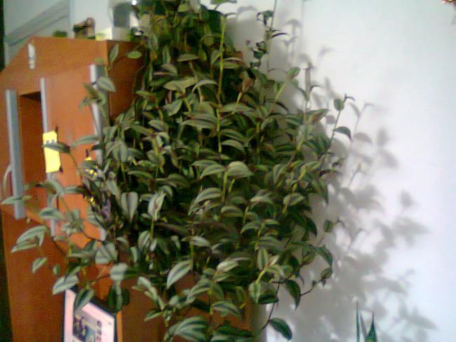 Name:  Fotoraf1184.jpg
Views: 1162
Size:  47.4 KB