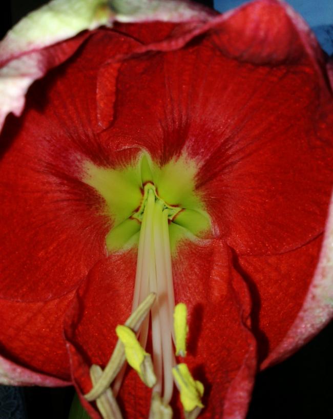 Name:  aviary_1357114398214.jpg
Views: 1251
Size:  55.1 KB