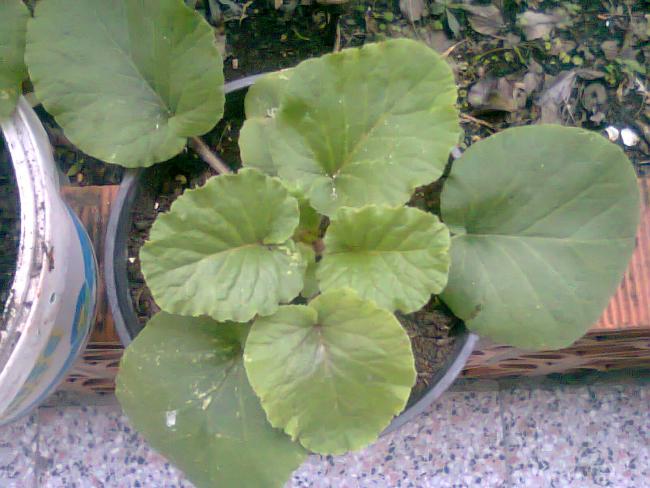 Name:  Fotoraf1199.jpg
Views: 892
Size:  49.2 KB