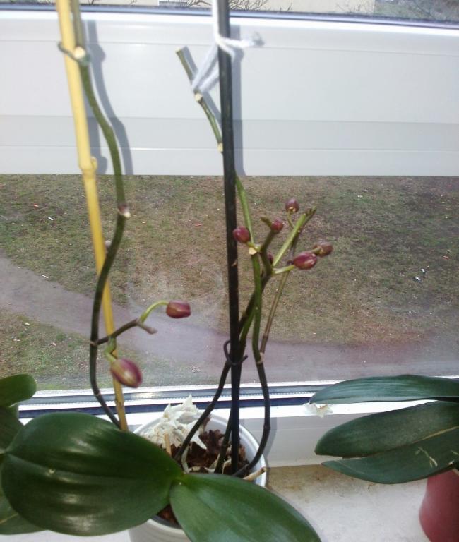 Name:  aviary_1357575602982.jpg
Views: 1170
Size:  62.9 KB