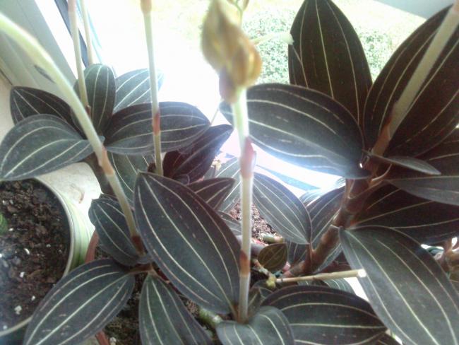 Name:  aviary_1357832560893.jpg
Views: 770
Size:  50.0 KB