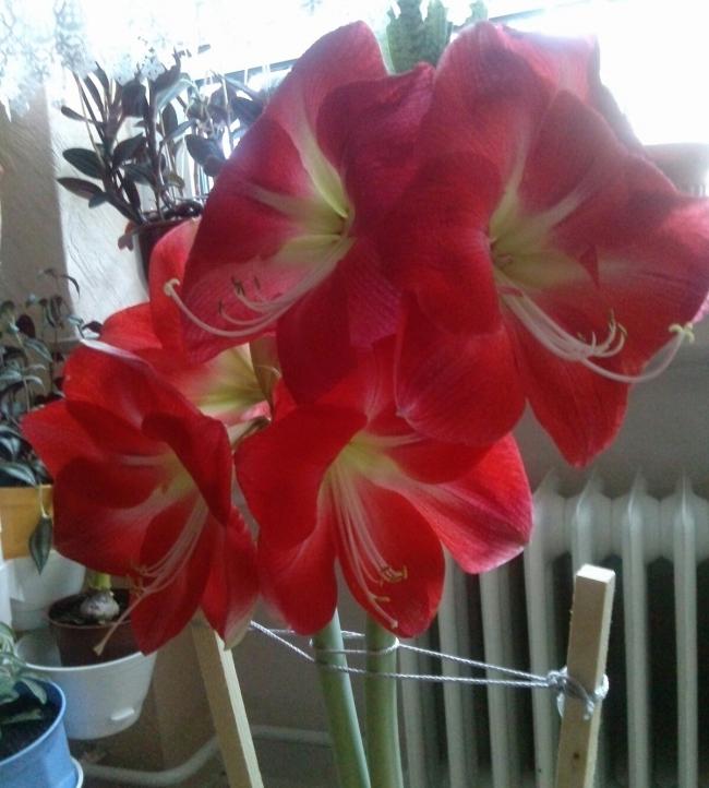 Name:  aviary_1357832501274.jpg
Views: 964
Size:  54.9 KB