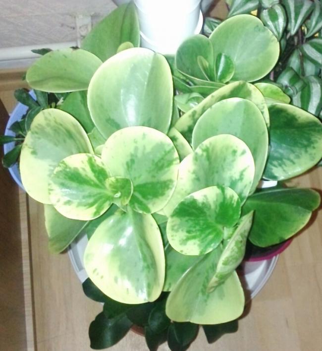 Name:  aviary_1357843224130.jpg
Views: 775
Size:  56.3 KB