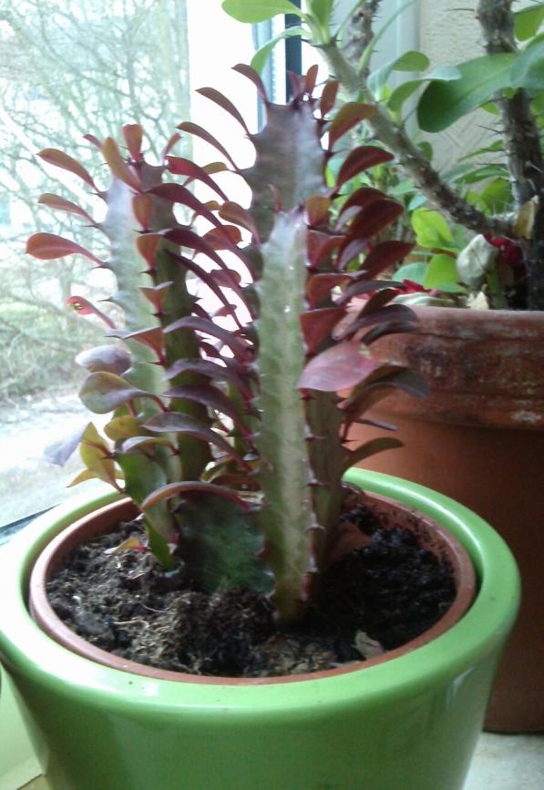 Name:  aviary_1358257501532.jpg
Views: 938
Size:  73.7 KB