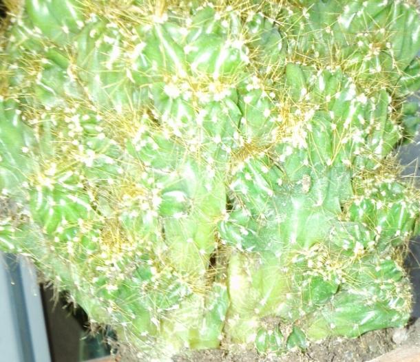 Name:  aviary_1358258533114.jpg
Views: 669
Size:  71.4 KB