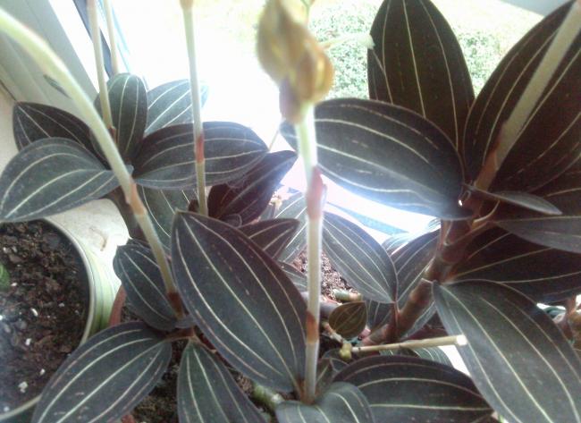 Name:  aviary_1358265297065.jpg
Views: 935
Size:  49.8 KB