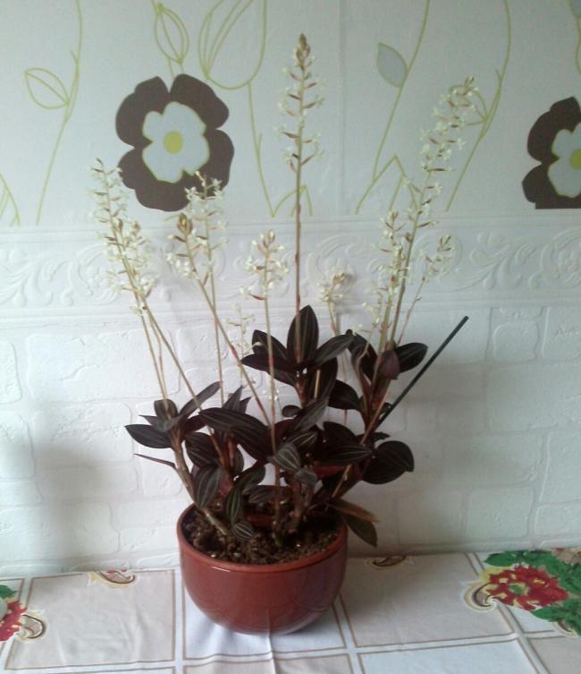 Name:  aviary_1358603331227.jpg
Views: 874
Size:  53.6 KB