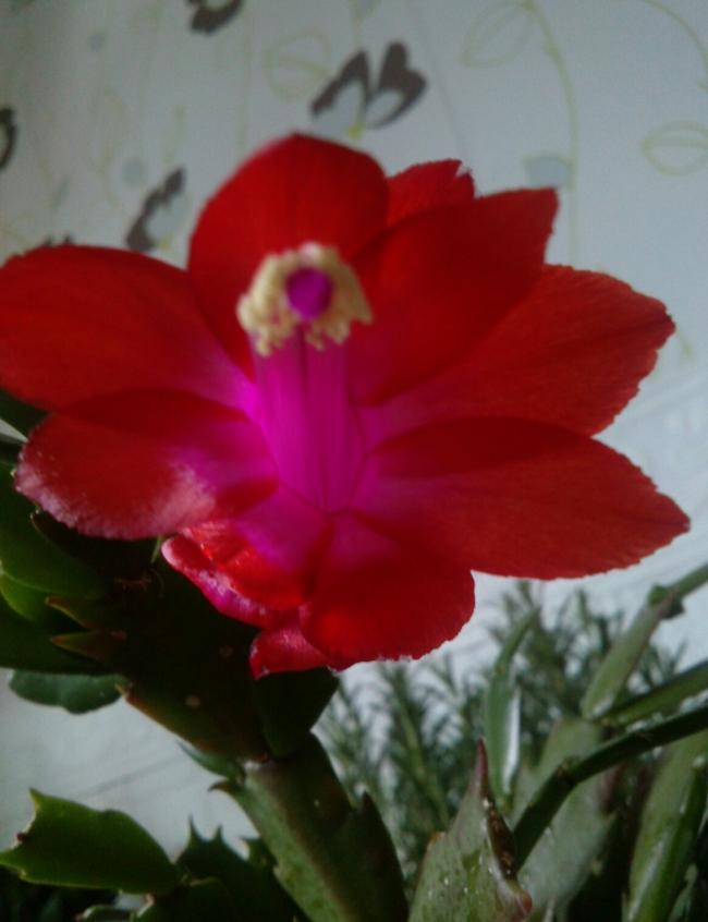 Name:  aviary_1358603414276.jpg
Views: 812
Size:  40.3 KB