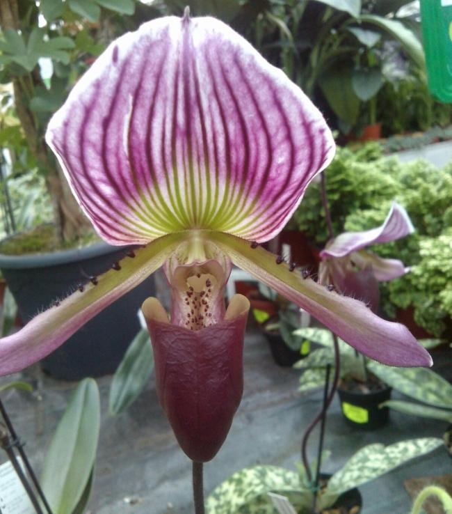 Name:  aviary_1358698584336.jpg
Views: 2003
Size:  67.5 KB