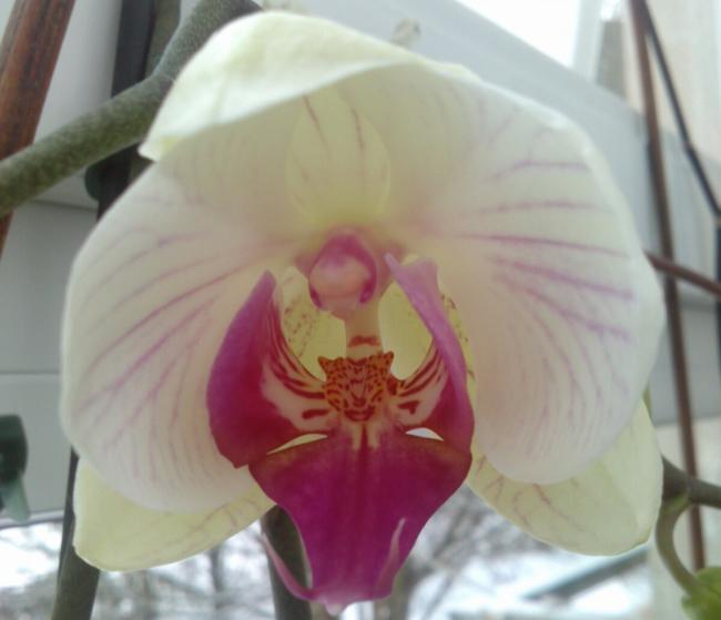 Name:  aviary_1359107830560.jpg
Views: 767
Size:  30.2 KB