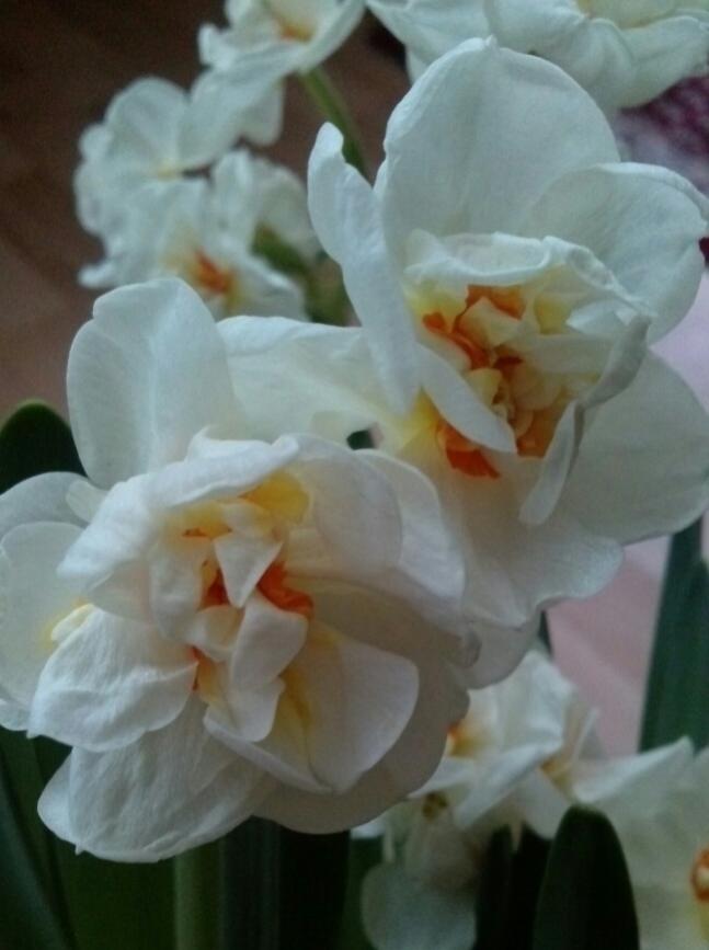 Name:  aviary_1359127341399.jpg
Views: 764
Size:  44.8 KB