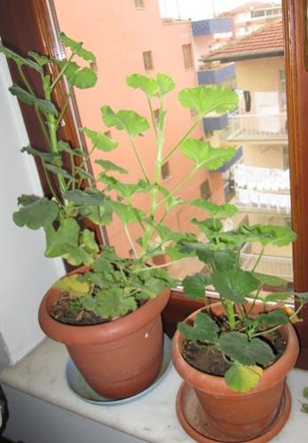 Name:  IMG_0085.jpg
Views: 1994
Size:  28.9 KB