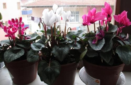 Name:  IMG_0123.jpg
Views: 2544
Size:  26.7 KB