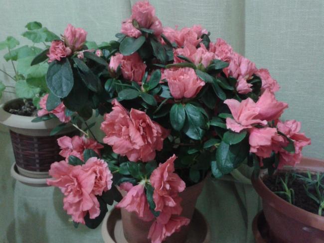 Name:  2013-02-04 20.25.42.jpg
Views: 1074
Size:  45.5 KB
