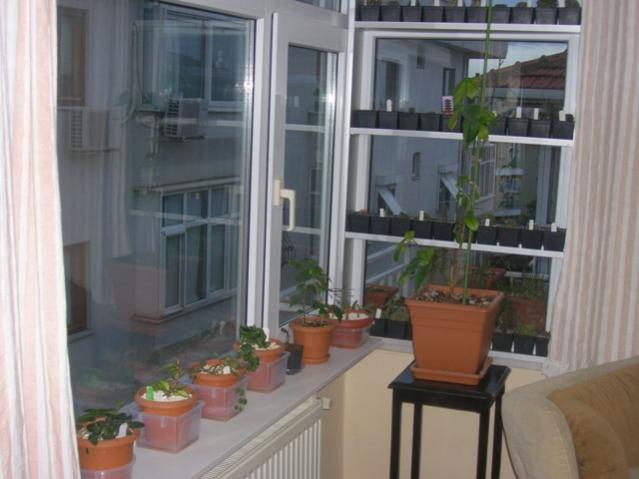 Name:  DSCN2763.jpg
Views: 3396
Size:  38.0 KB