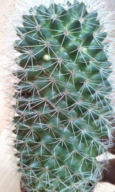 Name:  aviary_1360642404658.jpg
Views: 568
Size:  82.1 KB
