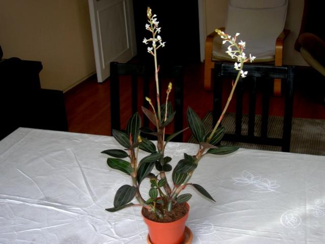 Name:  DSCN2770.jpg
Views: 2069
Size:  33.4 KB