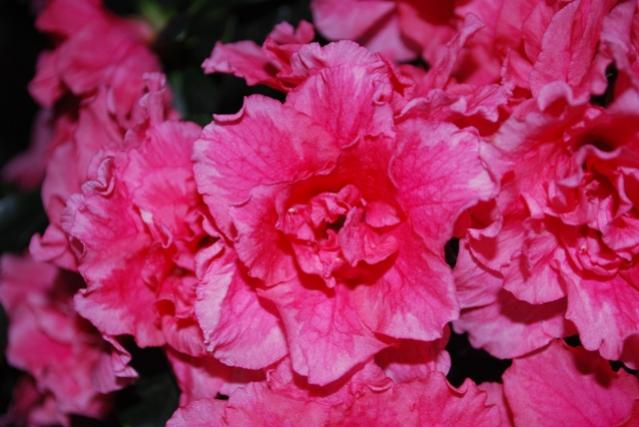 Name:  DSC_0329.jpg
Views: 1080
Size:  41.7 KB