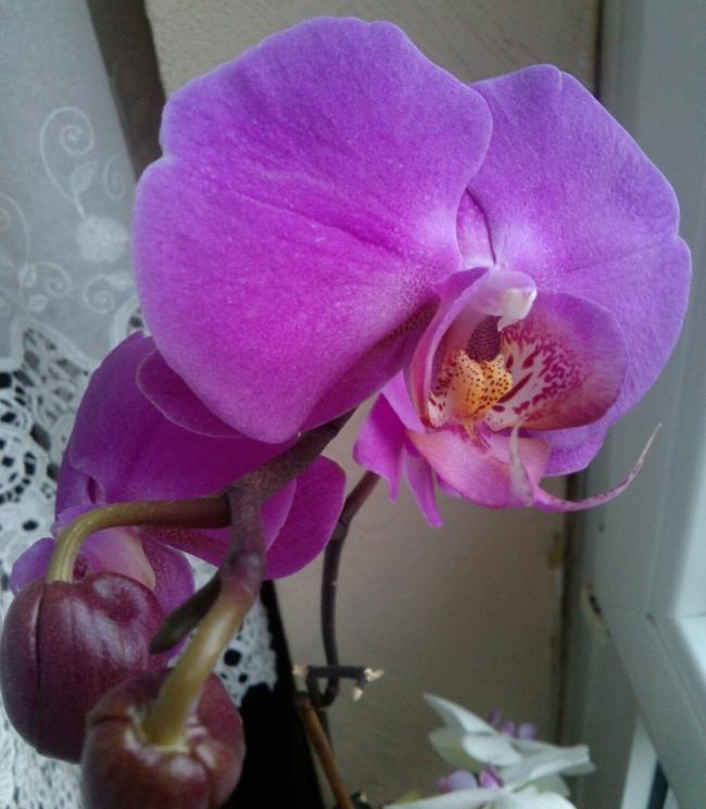Name:  aviary_1361118920785.jpg
Views: 500
Size:  52.3 KB