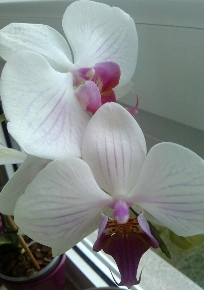Name:  aviary_1361118888259.jpg
Views: 455
Size:  49.6 KB