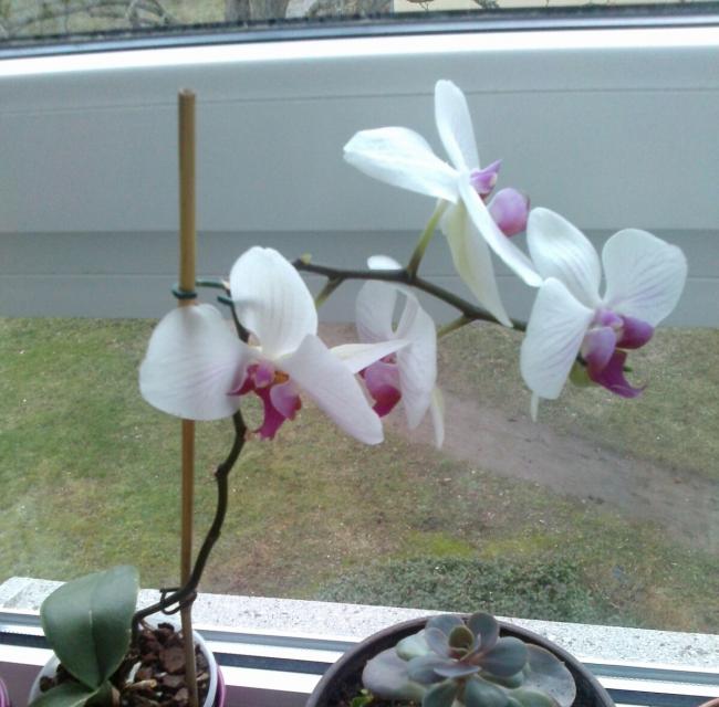 Name:  aviary_1361118853961.jpg
Views: 442
Size:  50.9 KB