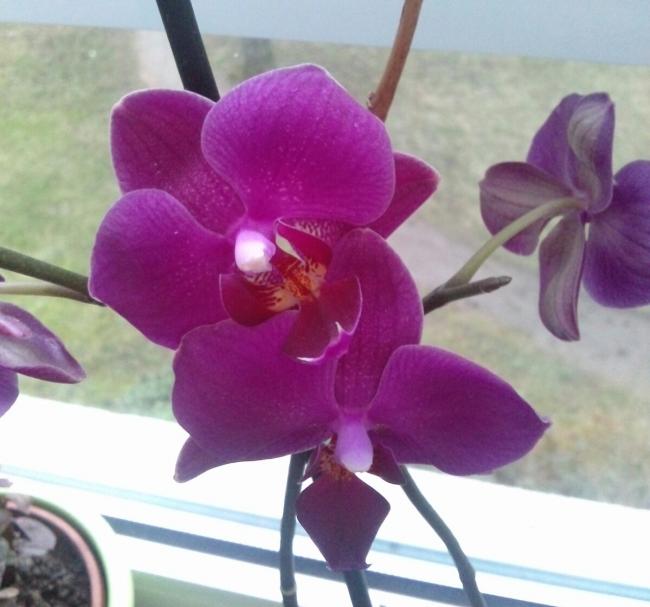 Name:  aviary_1361118705781.jpg
Views: 617
Size:  41.2 KB