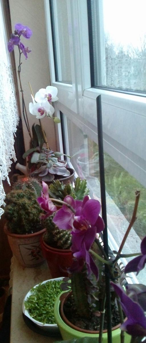 Name:  aviary_1361118646305.jpg
Views: 565
Size:  79.7 KB