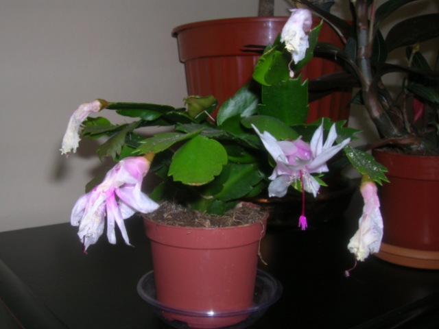 Name:  DSCN2792.jpg
Views: 1566
Size:  67.6 KB