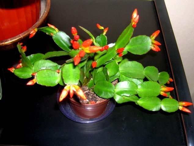 Name:  DSCN2791.jpg
Views: 1544
Size:  40.4 KB